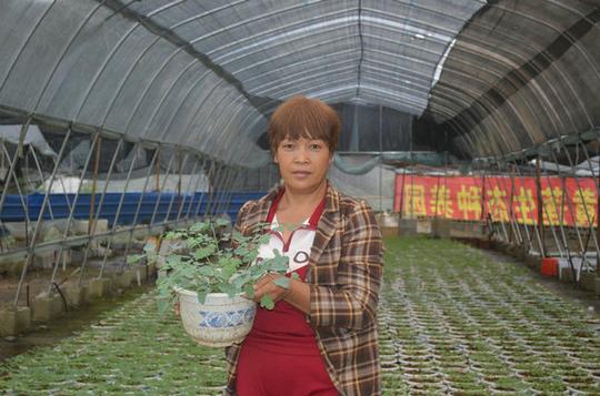 克度镇农民工胡荣霞返乡创业：种植了7000盆岩黄连珍贵药材