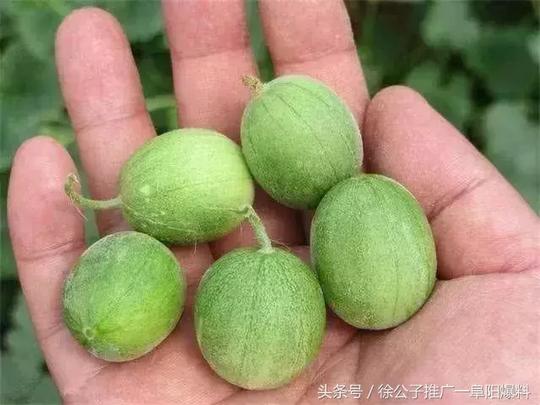 临泉人讨厌的这个野果子，有人专门来捡赚钱，榨油吃了能防癌
