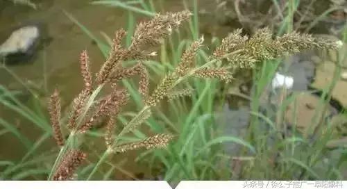 临泉人讨厌的这个野果子，有人专门来捡赚钱，榨油吃了能防癌