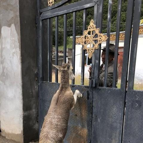 青海杂多天气预报的长尾关键词有什么