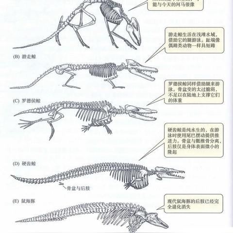 属羊的命运大全的长尾关键词有什么