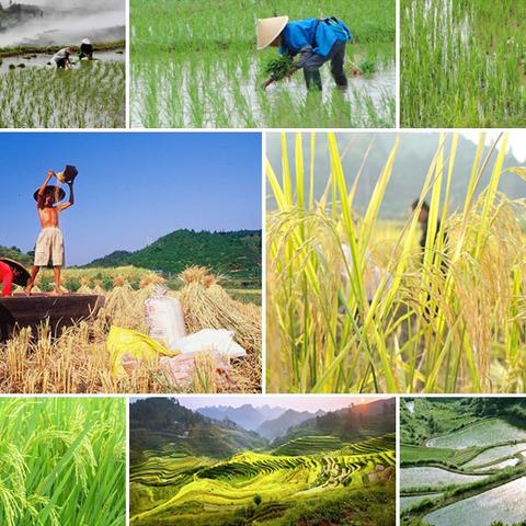 粮虫净化学品怎么样？