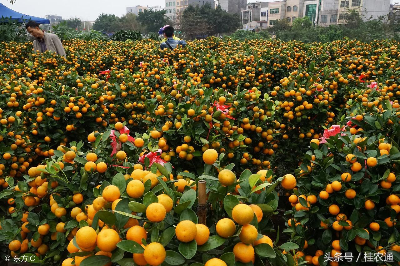 桂林地域柑橘種植手藝_你們覺得如今種沙糖桔還能賺錢嗎