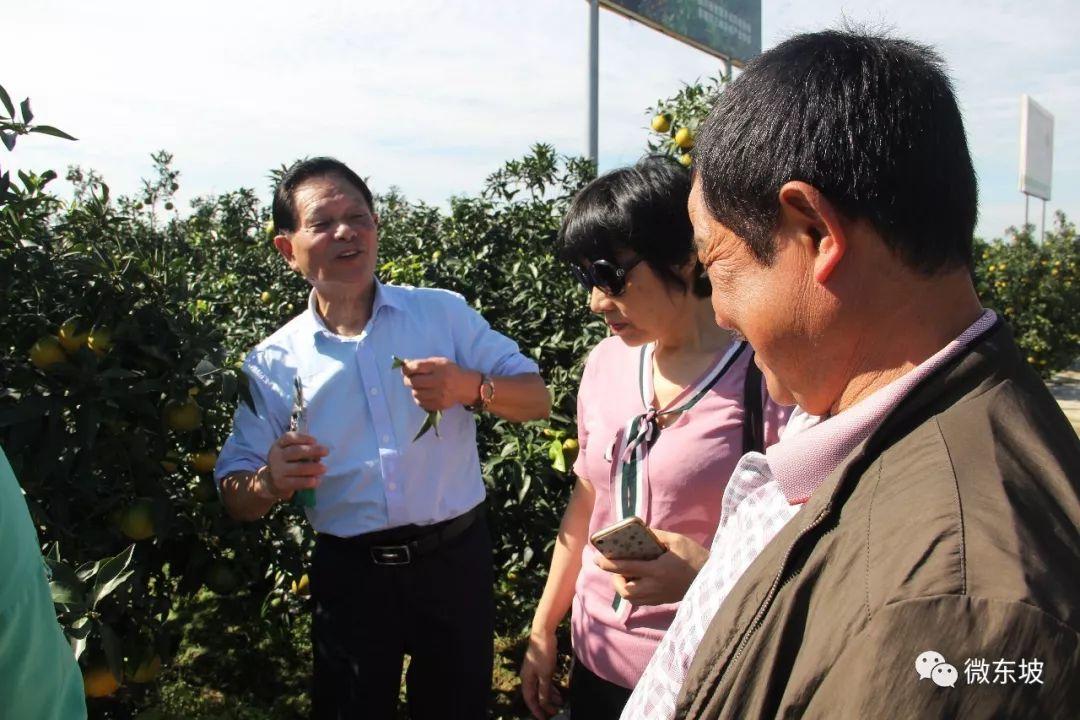 愛媛修剪辦法圖解_愛媛果凍橙種植間距