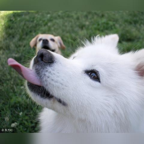 沈阳 狗 寄养相关长尾关键词有哪些