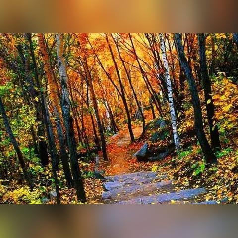 南通挺拔朴树保养长尾关键词有什么