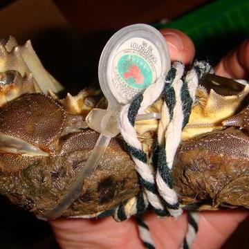 [苏州八快肉]相关长尾关键词有哪些