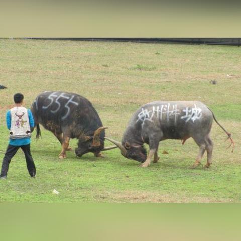 牛王 南宁的相关长尾关键词有哪些