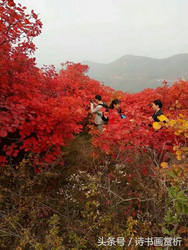 一樹(shù)柑橘紅種植手藝_紅橘花唯美句子