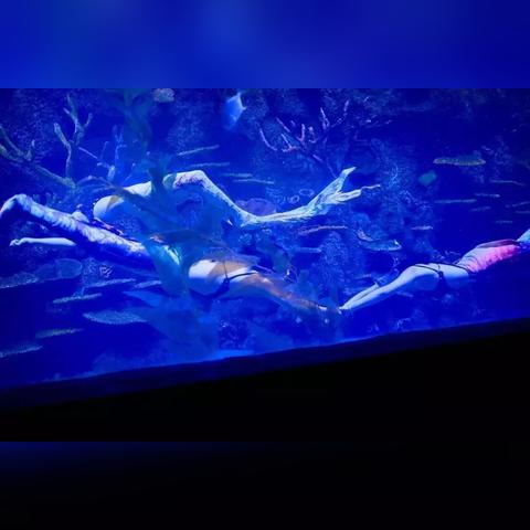 温州市哪里有鱼缸卖的店