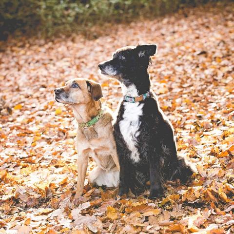 怀孕狗狗食谱大全的长尾关键词有哪些