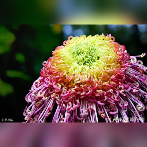 福建优良国庆菊的相关长尾关键词有哪些