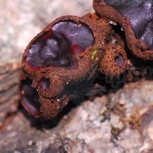 人参果黑龙江省能种吗成熟？