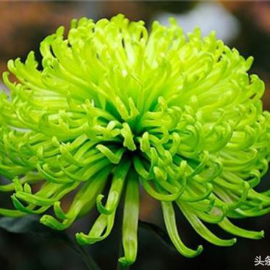 植物大战僵尸吧（植物大战僵尸，一场别样的生存之战）