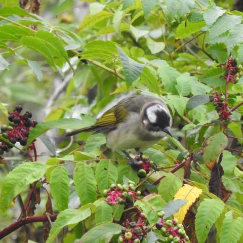 长沙 上饶相关长尾关键词有哪些