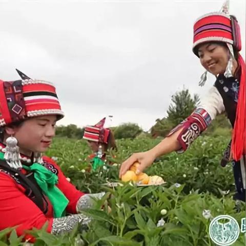 昆明市哪里卖人参酒的