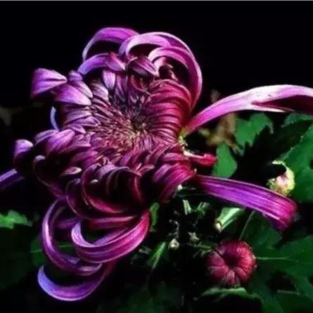 花开秋菊小说百度云网盘的长尾关键词有什么