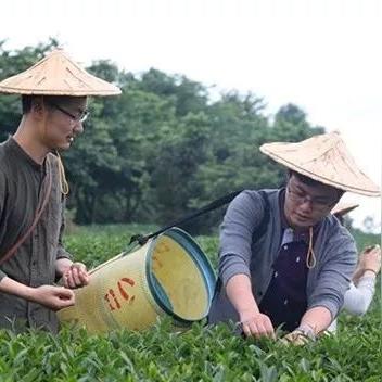 产于福建的名茶？