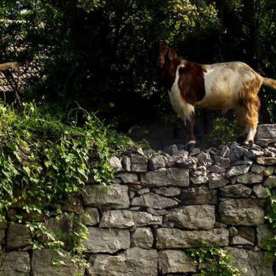 临沂市当地山羊价格的长尾关键词有哪些