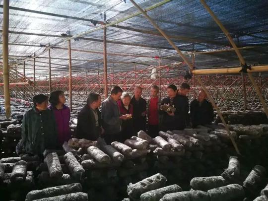 商洛市人民检察院、商丹客服分中心在民主村召开食用菌产业资金兑付暨“扶志扶智”大会