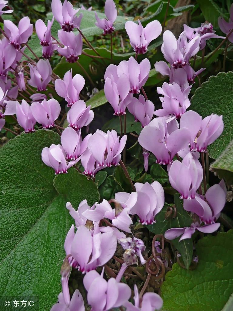 红色仙客来花语,12星座的守护花精灵王排名?