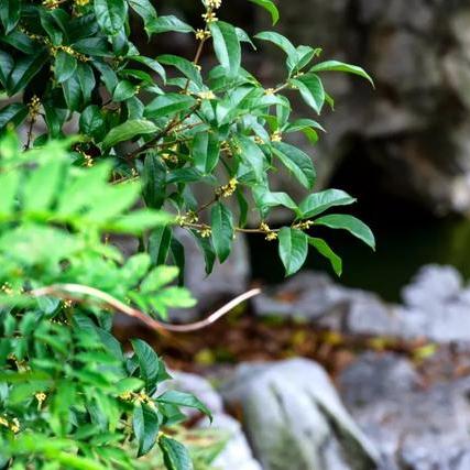 为什么苏州市有桂花