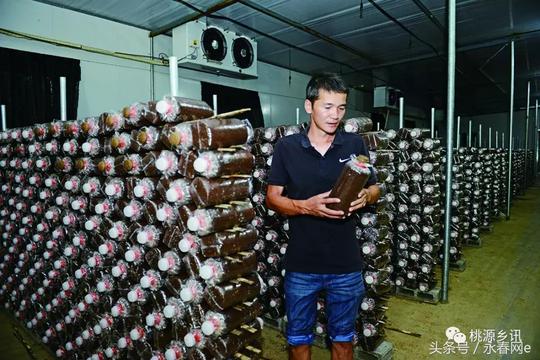 最美农民〡永春曾仲明：食用菌撑开致富伞……还不忘拉他们一把~