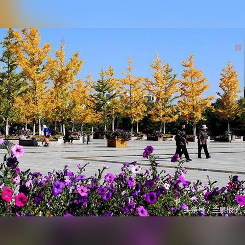 兰州市哪里有银星树卖呀