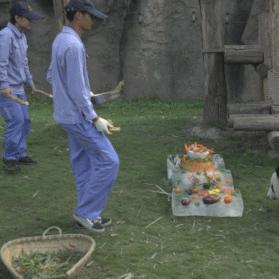 上海养过哪些熊猫品种