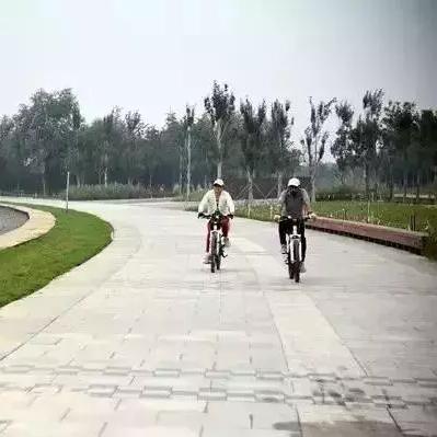 石家庄市芦苇在什么地方