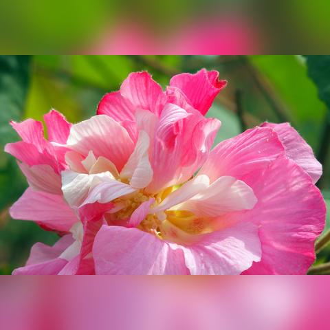 成都市芙蓉家苑二期房价的长尾关键词有哪些