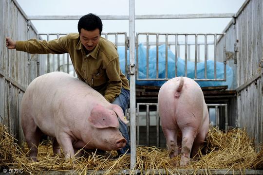 今年养殖行情不佳，生猪养殖户还需坚持，机会总是留给有准备的人