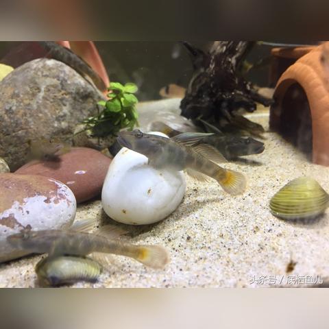 济南市哪个市场卖泥缸砖