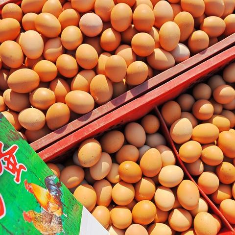 临沂市哪里的鸡蛋好