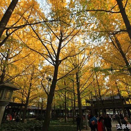 西安市大雁塔公园怎么去