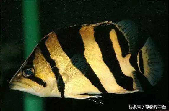 虎魚價(jià)格為什么這么貴:印尼虎魚是有毒嗎不能吃嗎