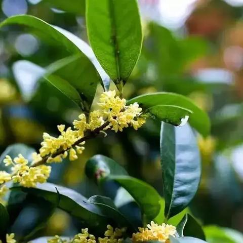 西安适合6人聚餐且口味清淡的地方？