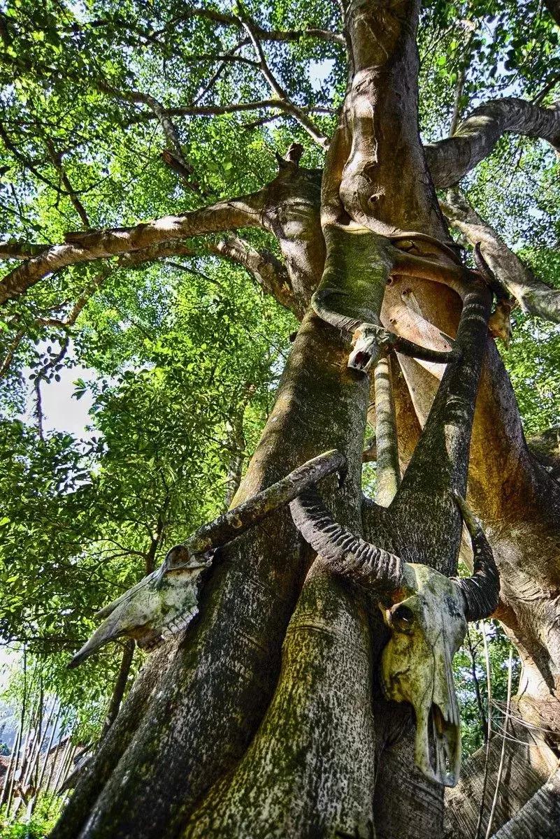 原神树怎么制作（你们去梵净山旅游过吗）