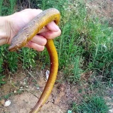 泥鳅河南方言叫什么来着