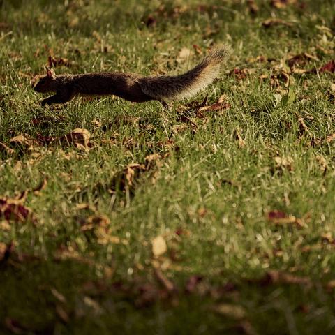 平衡  电影的长尾关键词是什么