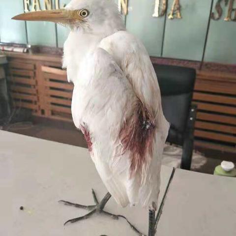 沈阳热带鱼批发市场相关长尾关键词有哪些