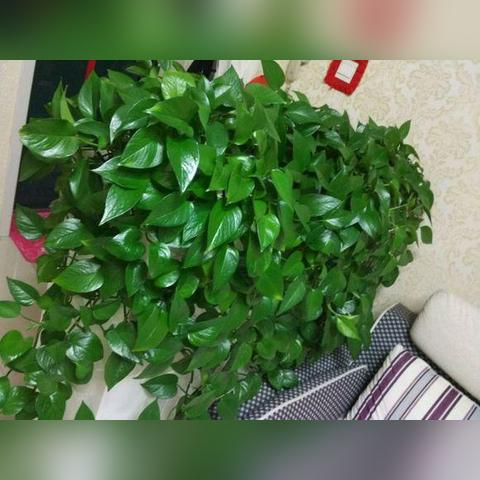 过期的牛奶用来做什么好的长尾关键词是什么