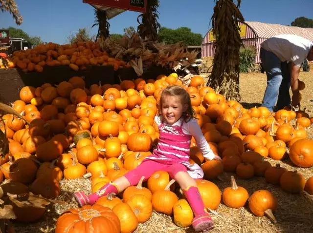  Discover the Best Pumpkin Patch in St. Pete: A Family-Friendly Adventure Awaits!