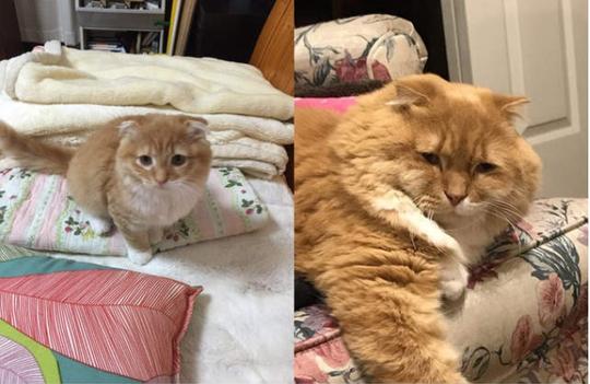 会不会不是同一只猫，猫奴晒猫咪幼年和成年的照片，差距巨大