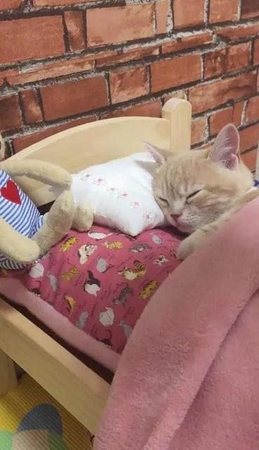 被子的颜色会影响睡眠吗