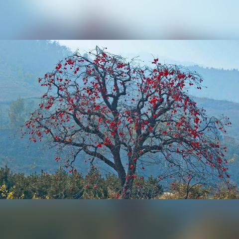 西安是什么气候类型相关长尾关键词有哪些