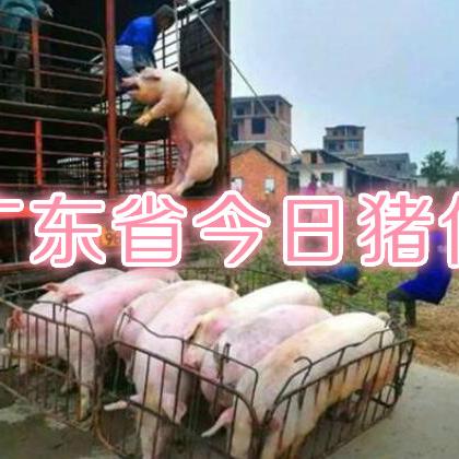广东省佛山市的猪价的长尾关键词有什么