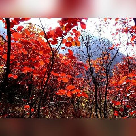 河南有什么美景