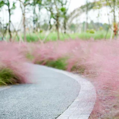 抖音成都市区是哪里