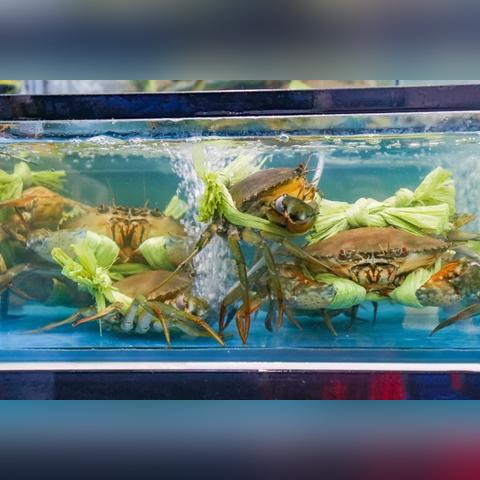 南通市哪里卖大闸蟹便宜